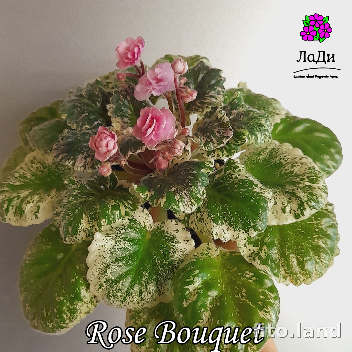 Фиалка Rose Bouquet, фото