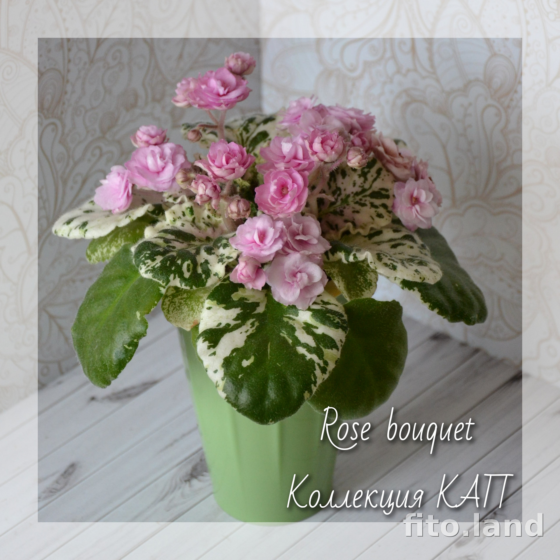 Фиалка Rose Bouquet, фото