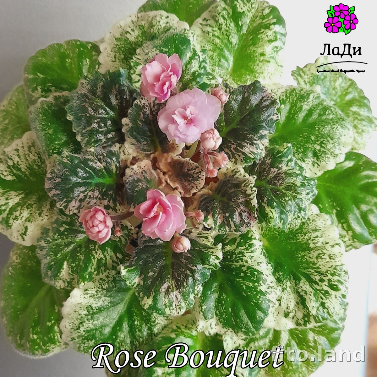 Фиалка Rose Bouquet, фото