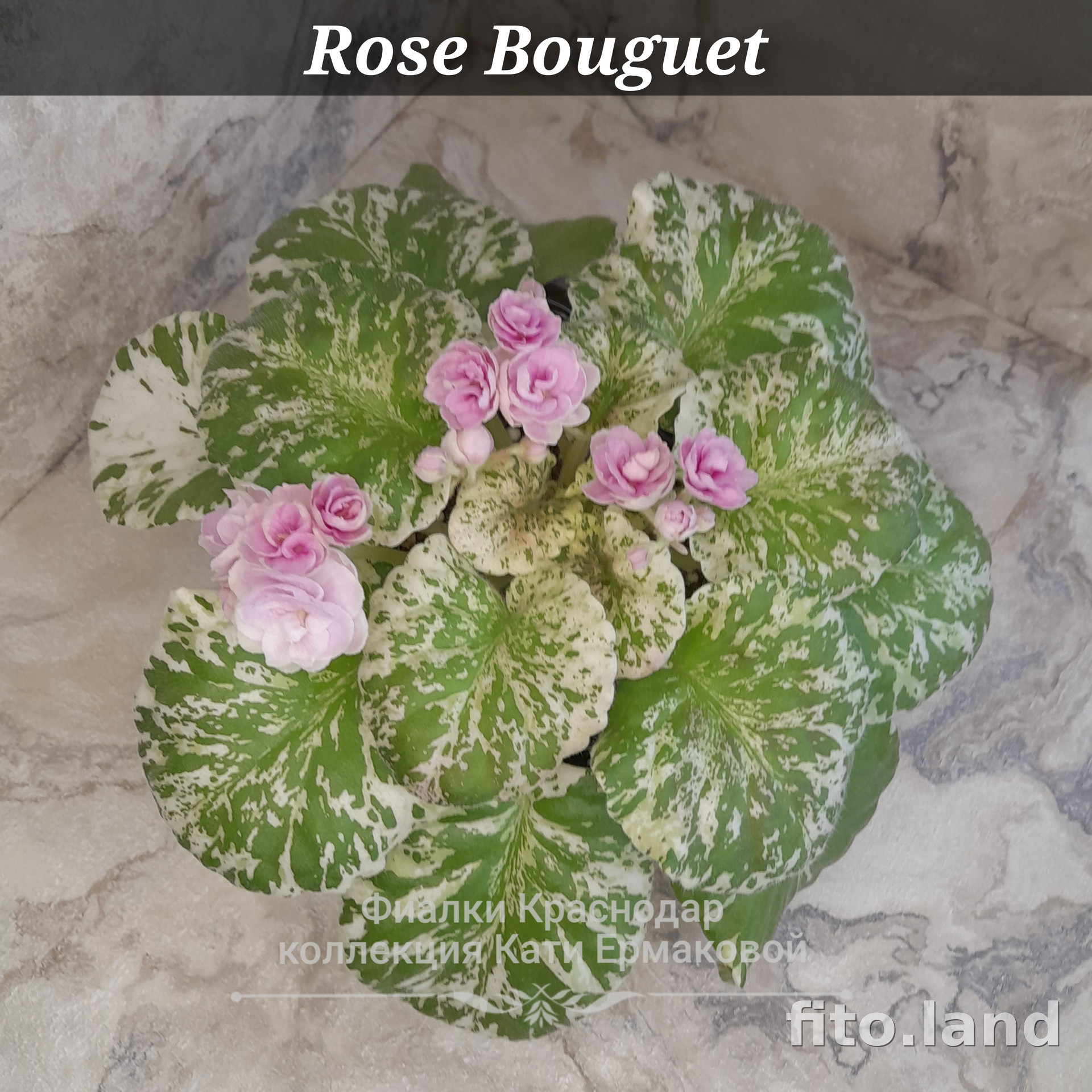 Фиалка Rose Bouquet, фото