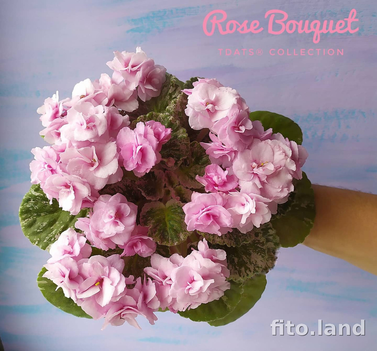 Фиалка Rose Bouquet, фото