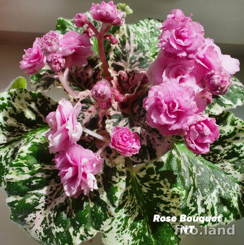 Фиалка Rose Bouquet, фото