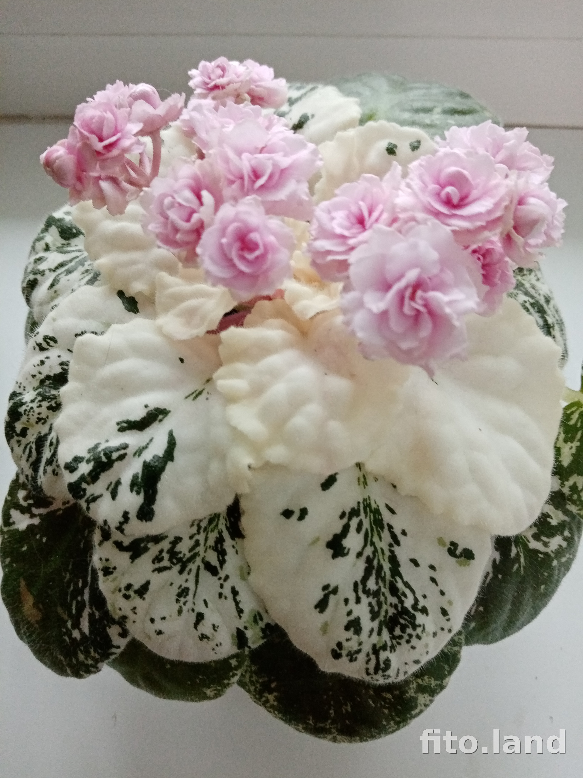 Фиалка Rose Bouquet, фото
