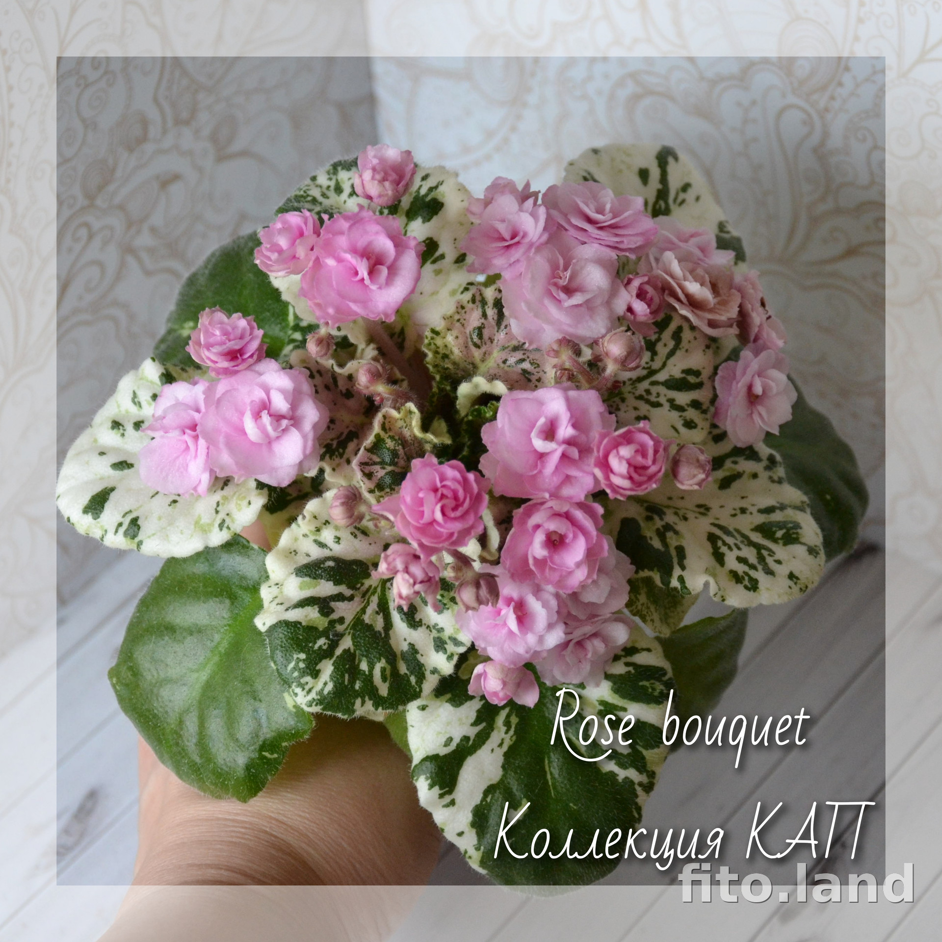 Фиалка Rose Bouquet, фото