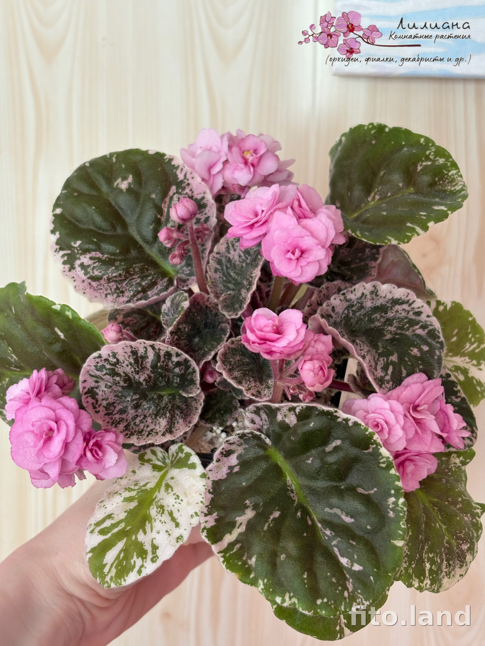 Фиалка Rose Bouquet, фото