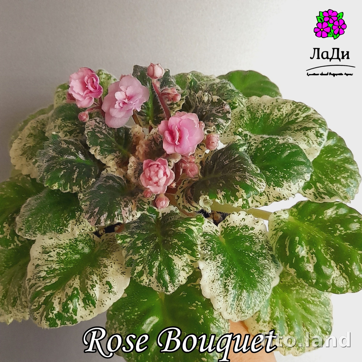Фиалка Rose Bouquet, фото