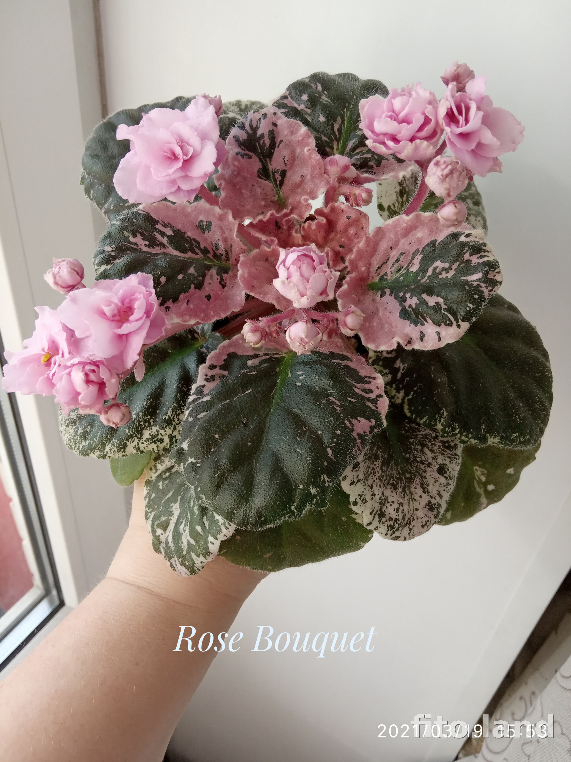 Фиалка Rose Bouquet, фото
