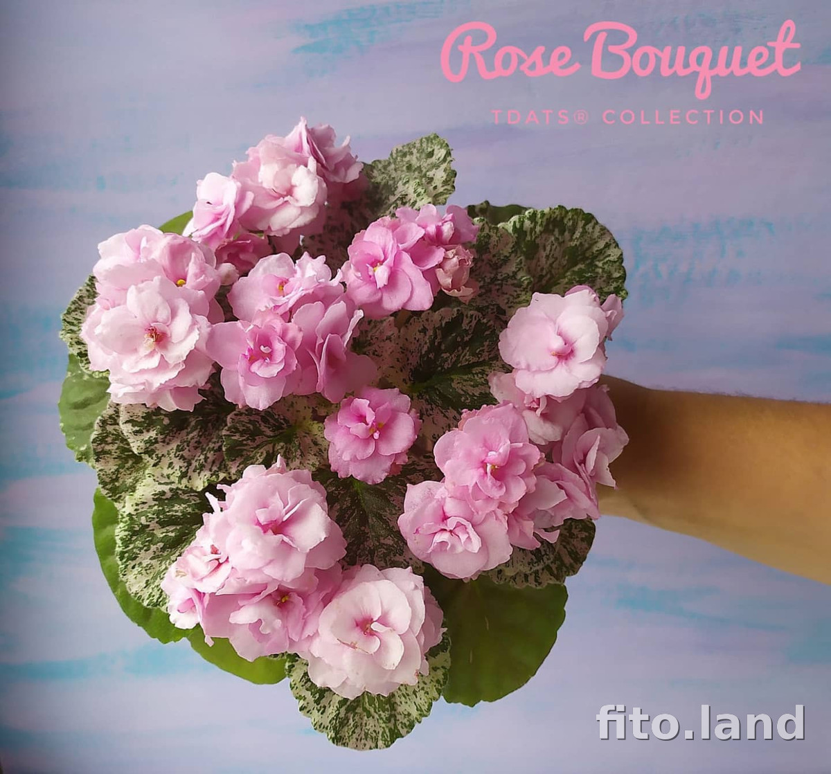 Фиалка Rose Bouquet, фото