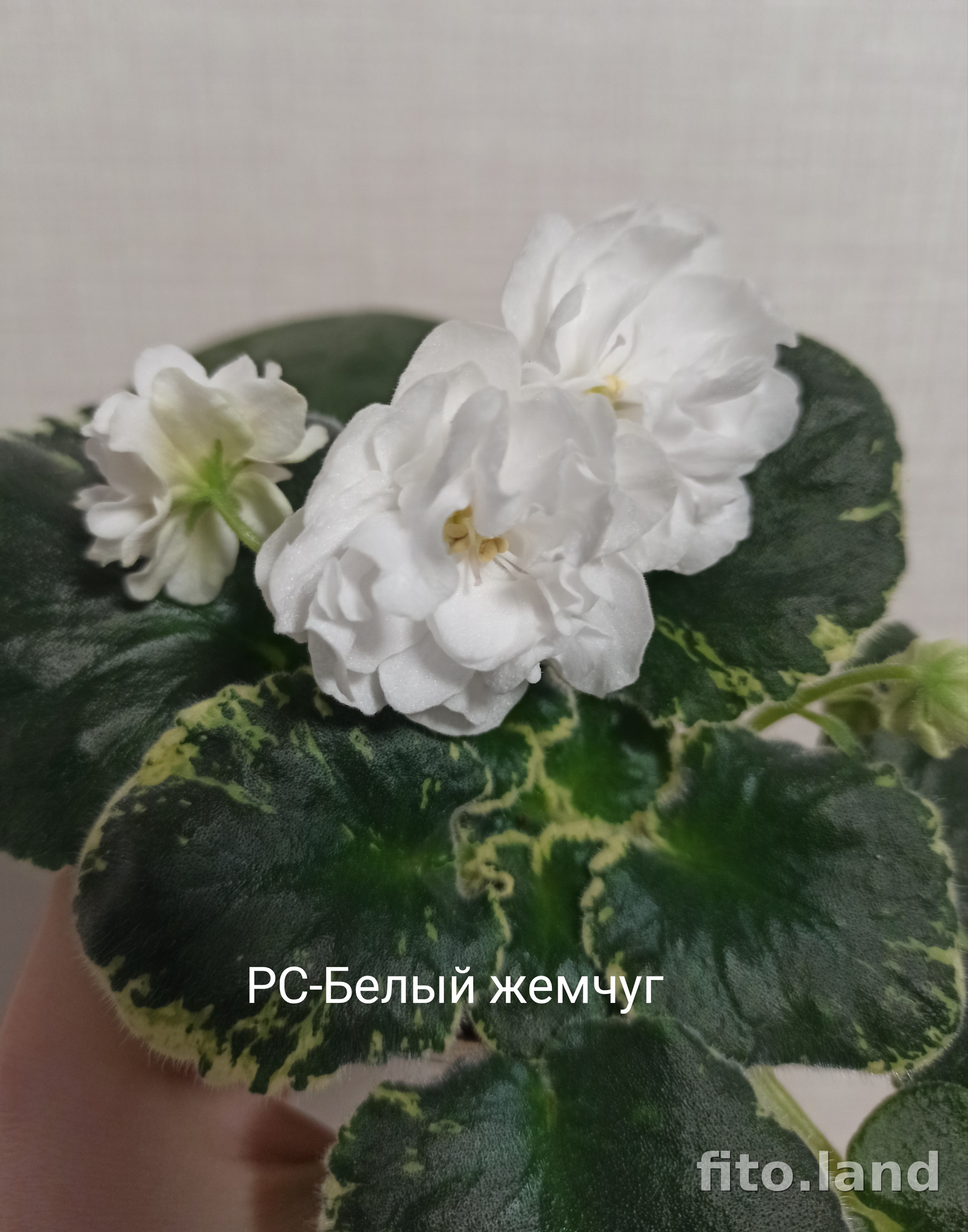Фиалка РС-Белый жемчуг, фото