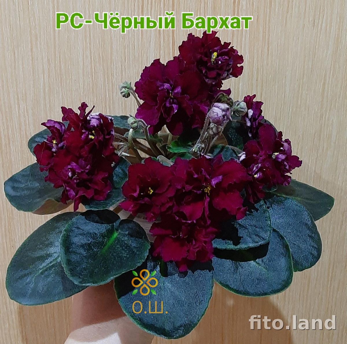 Фиалка РС-Черный Бархат, фото