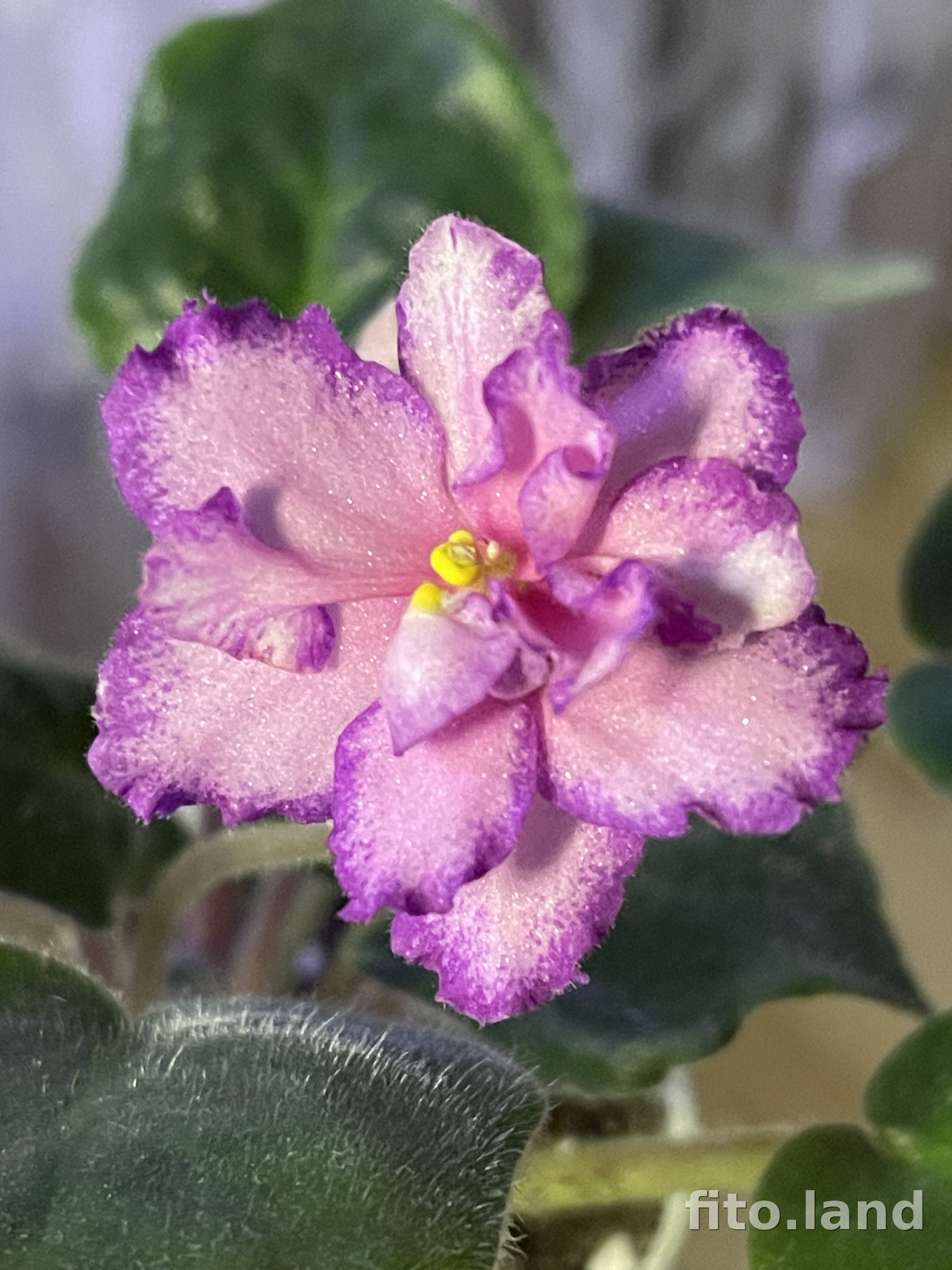 Фиалка РС-Джекпот, фото