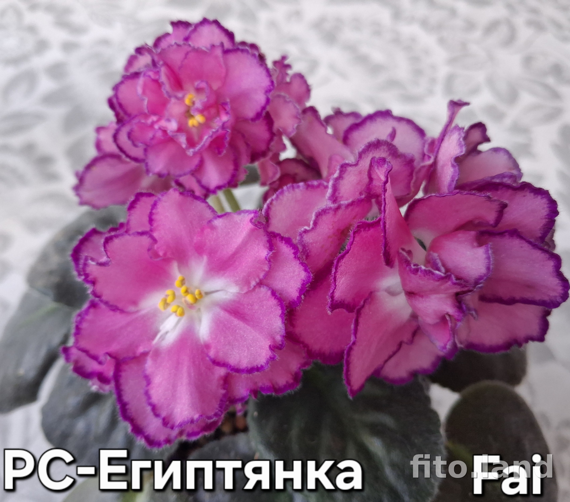 Фиалка РС-Египтянка, фото