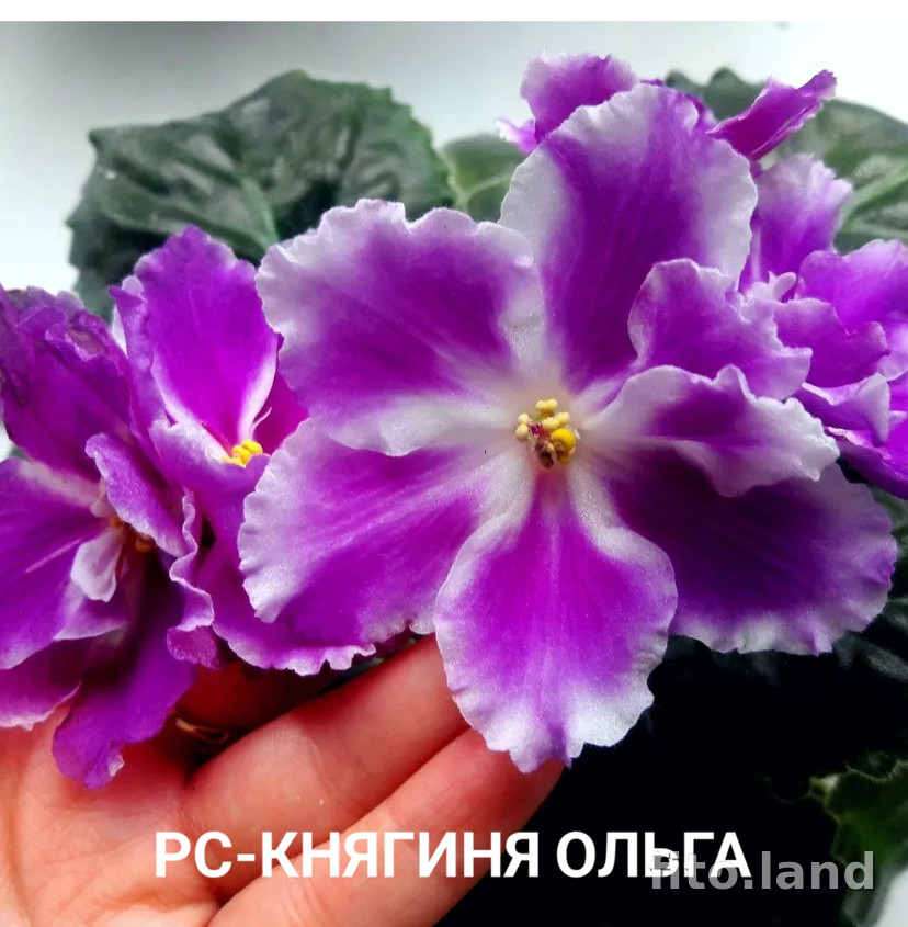 Фиалка РС-Княгиня Ольга, фото