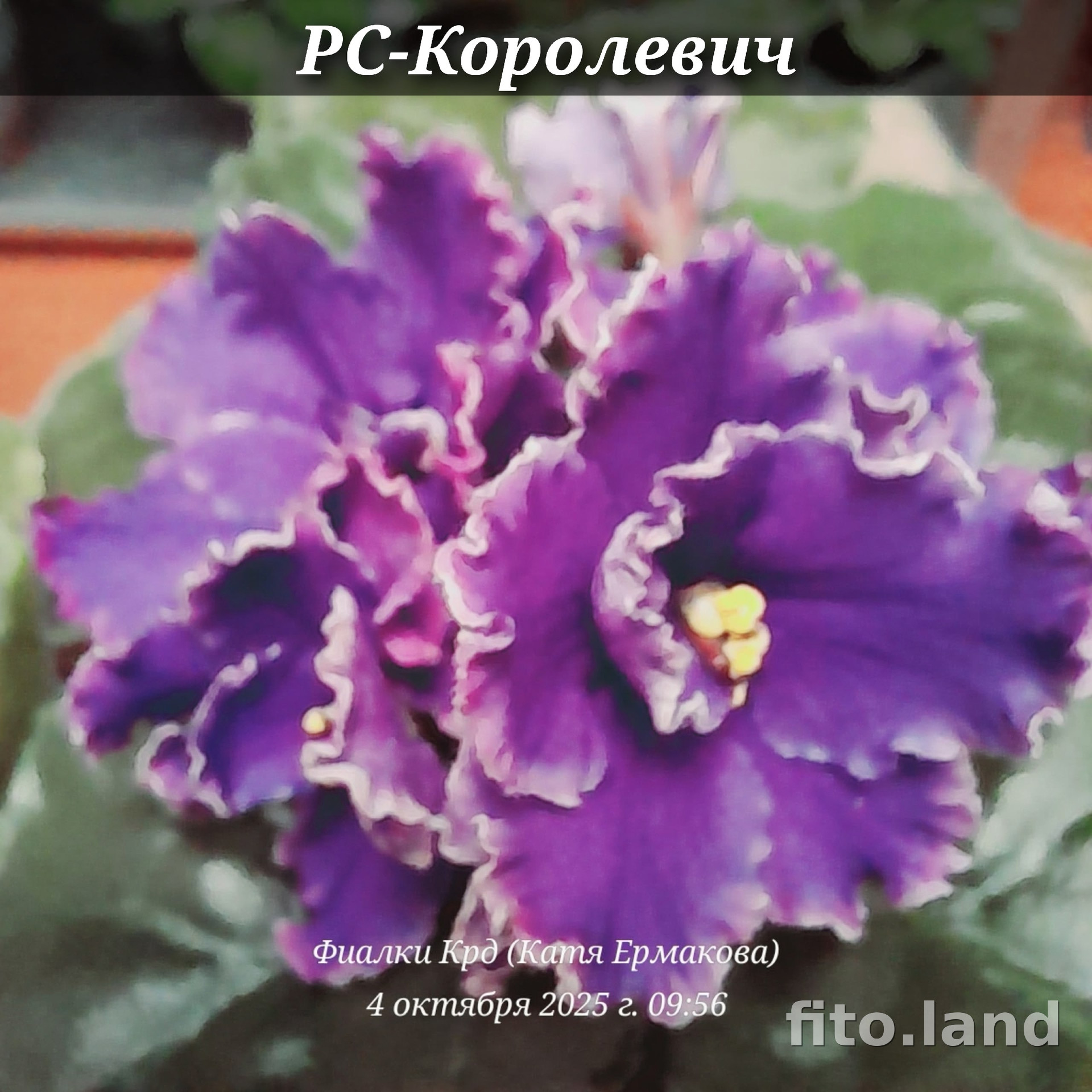 Фиалка РС-Королевич, фото