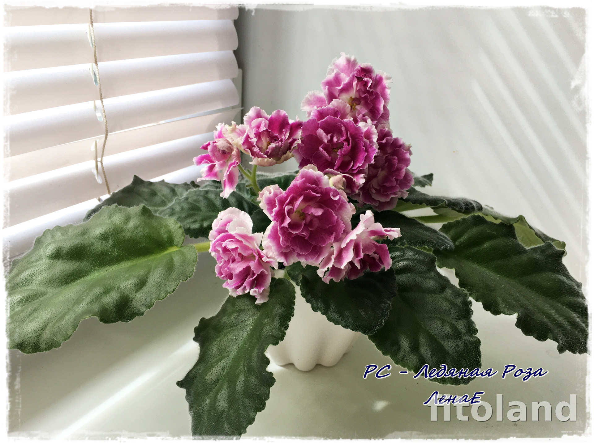 Фиалка РС-Ледяная Роза, фото
