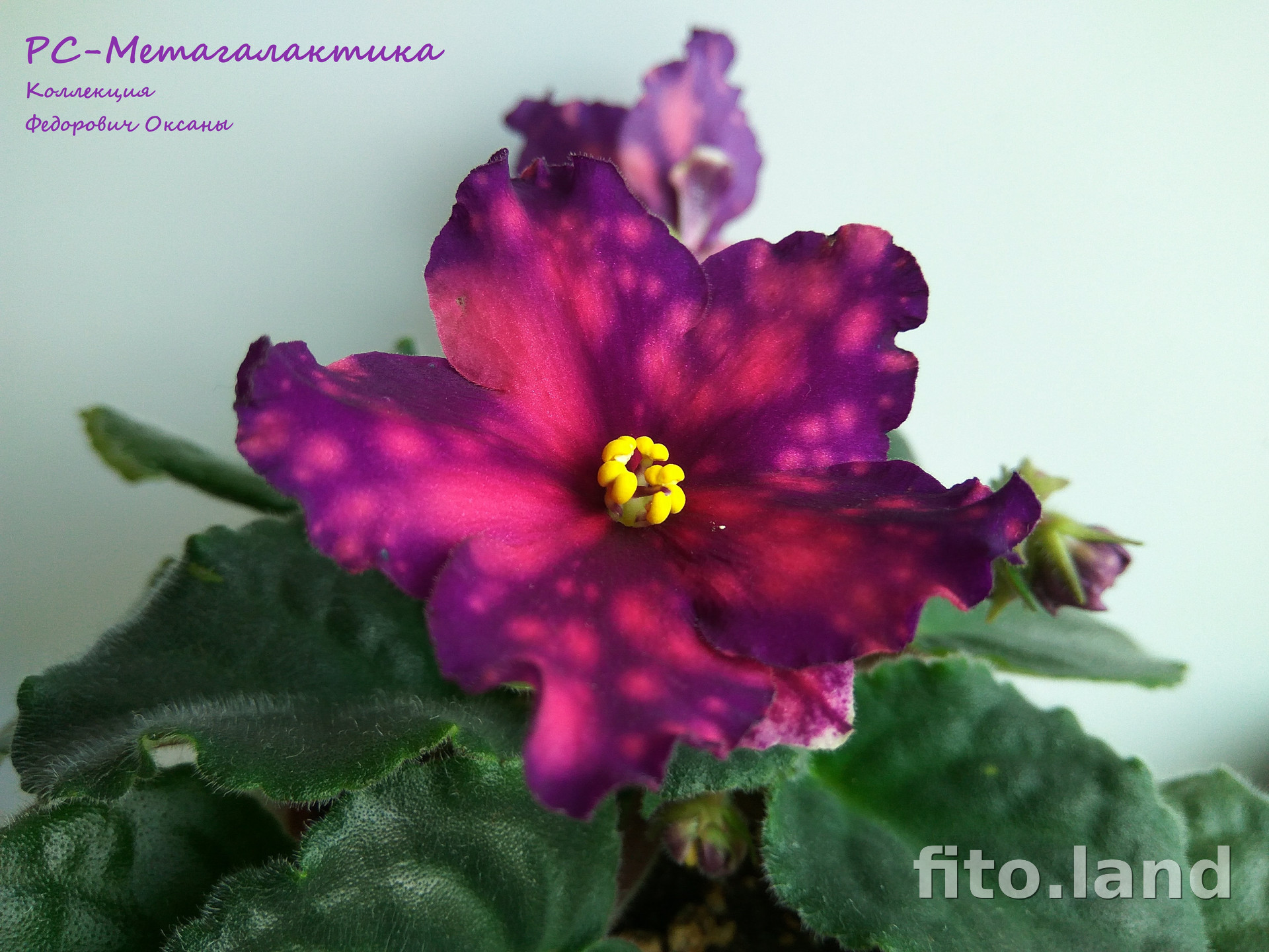 Violet РС-Метагалактика, photo