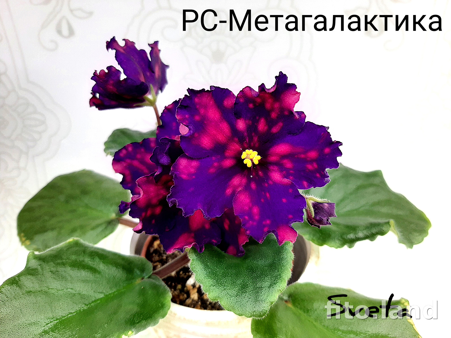 Фиалка РС-Метагалактика, фото