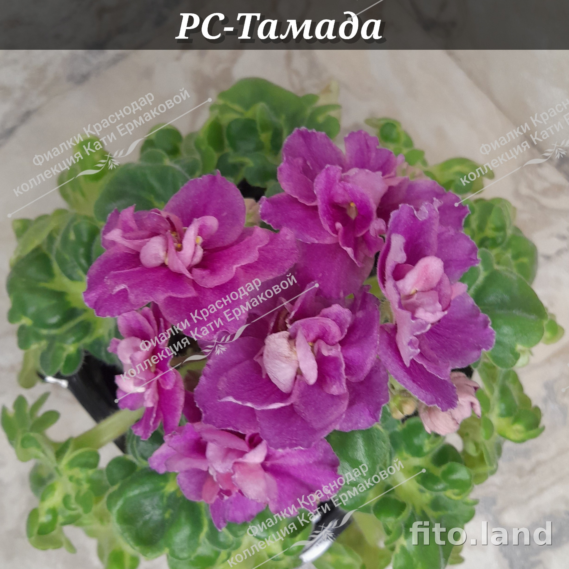 Фиалка РС-Тамада, фото