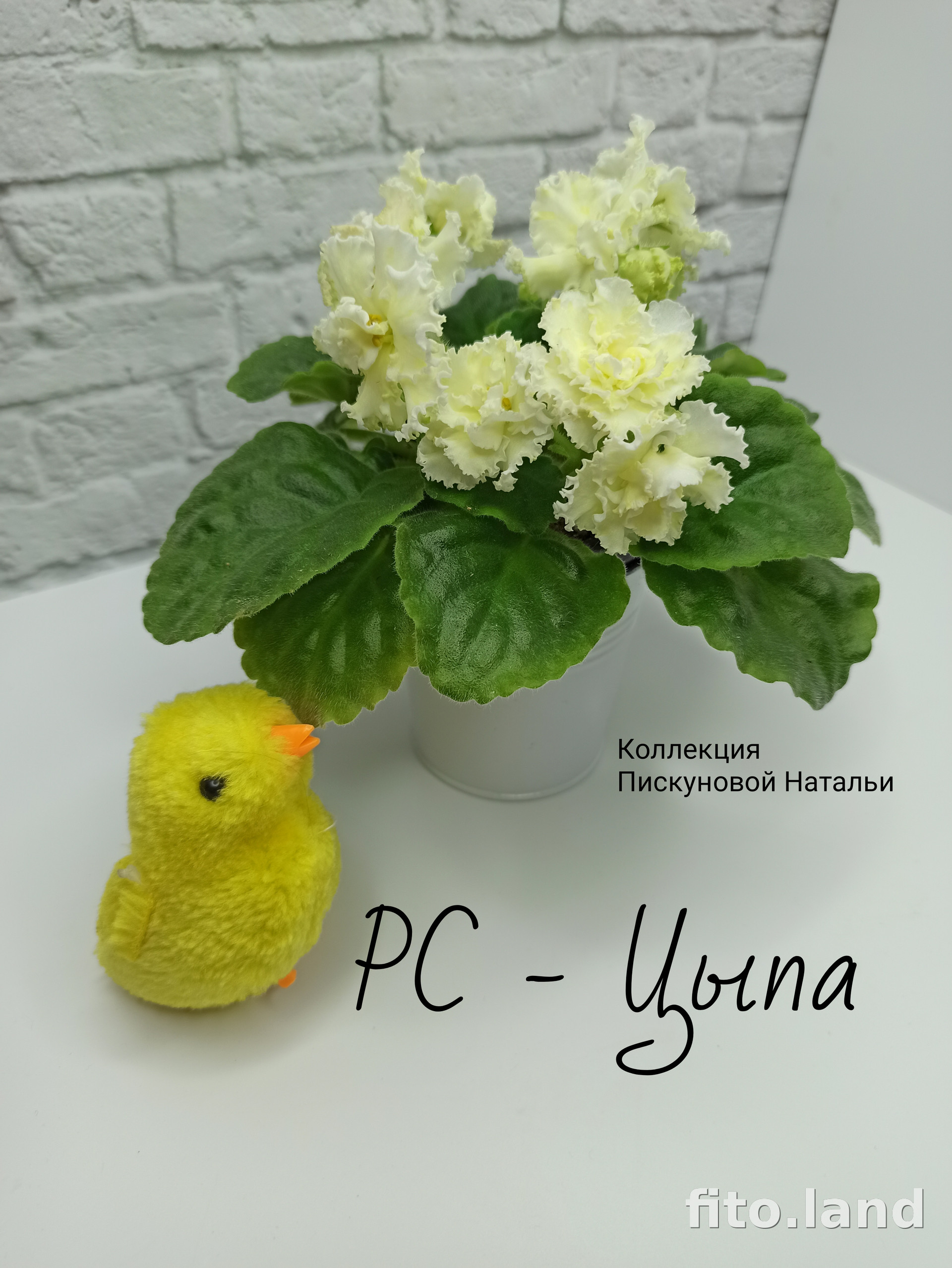 Фиалка РС-Цыпа, фото