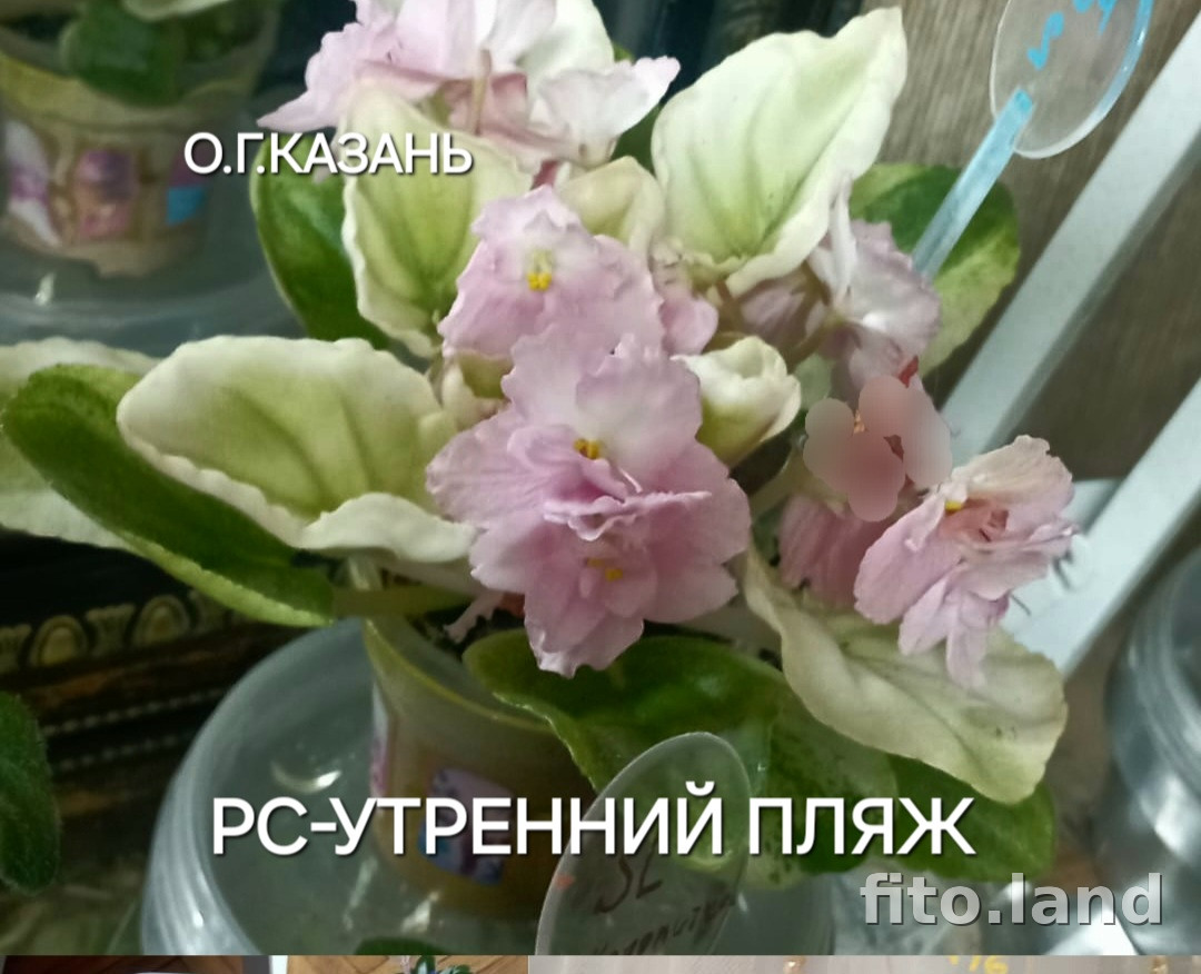 Фиалка РС-Утренний Пляж, фото