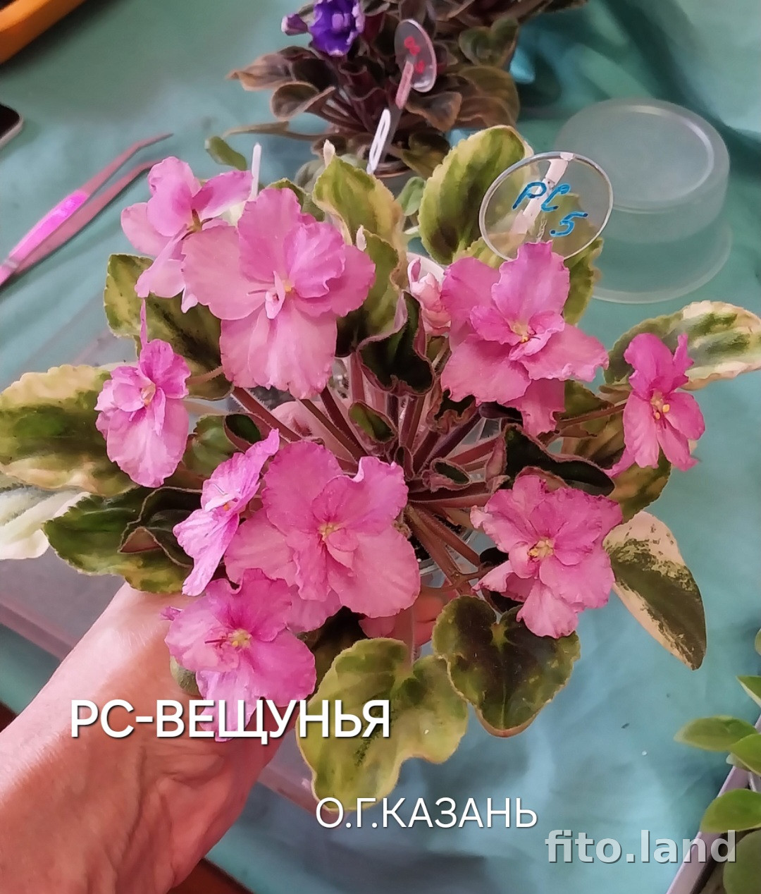 Фиалка РС-Вещунья, фото