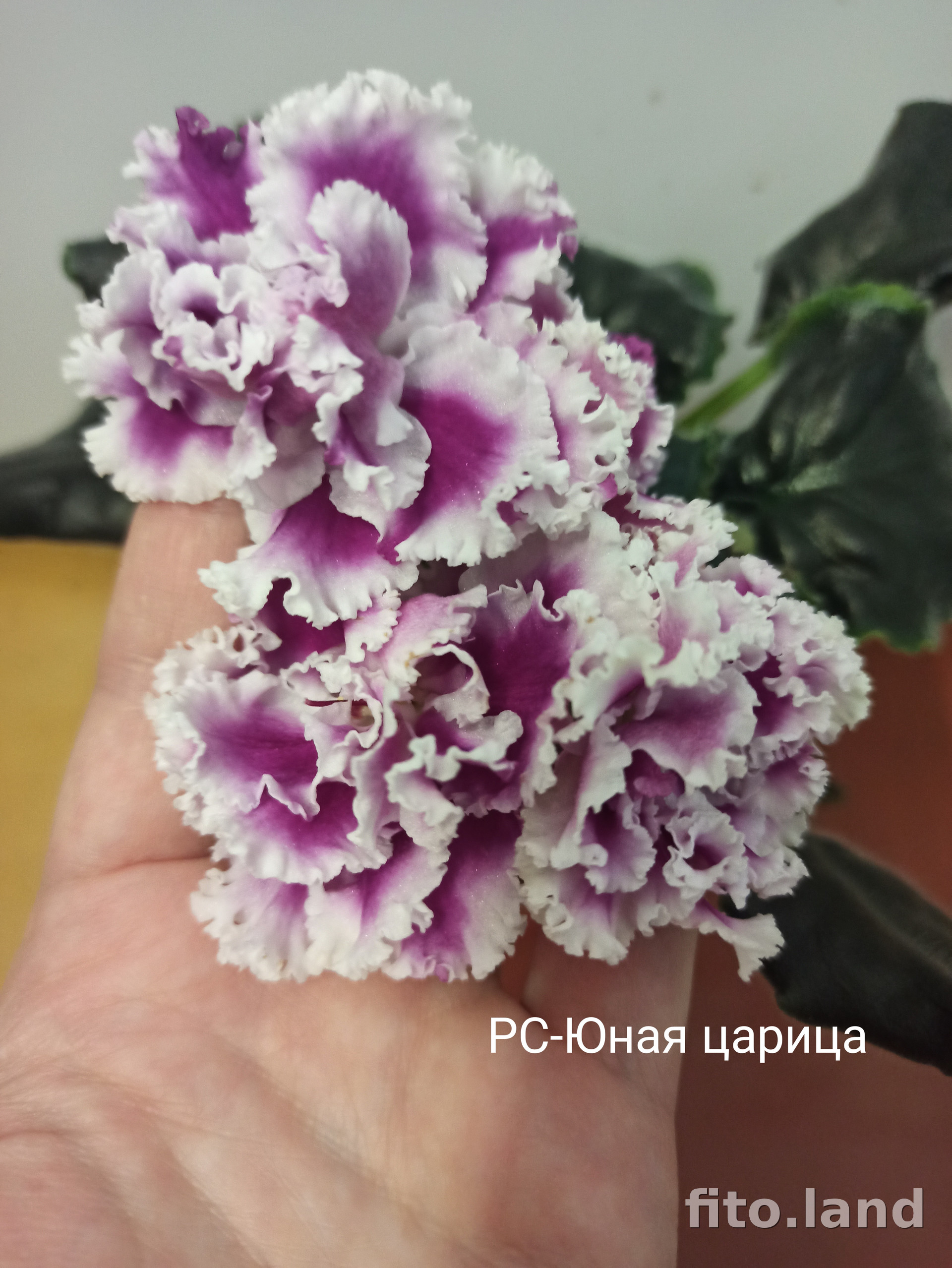 Фиалка РС-Юная Царица, фото