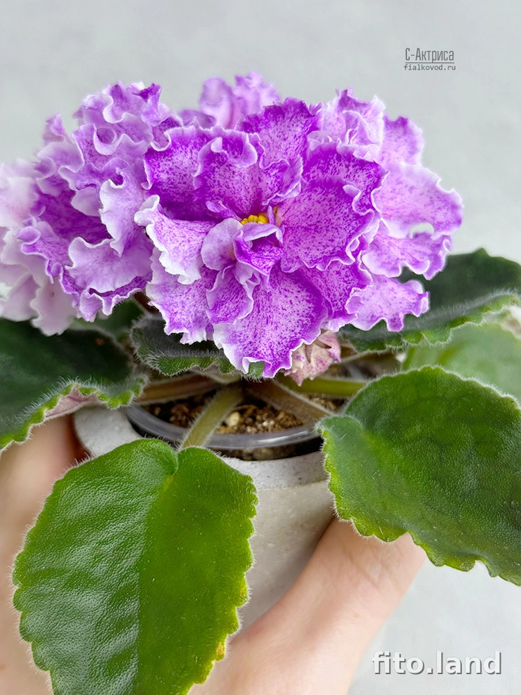 Фиалка С-Актриса (25-70), фото