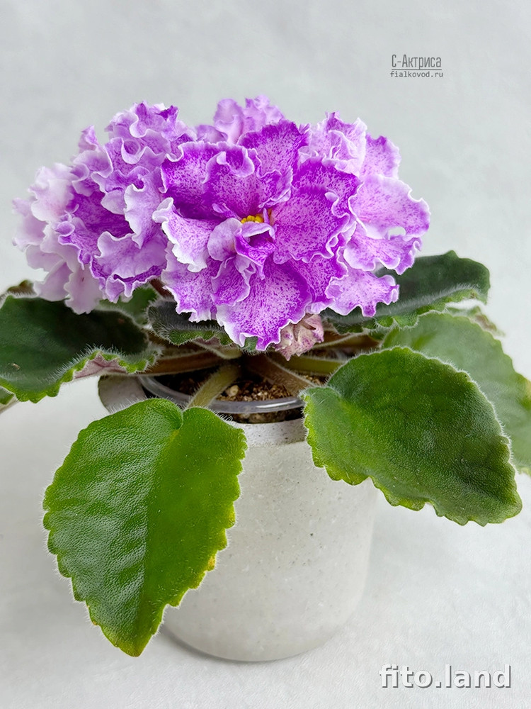 Фиалка С-Актриса (25-70), фото