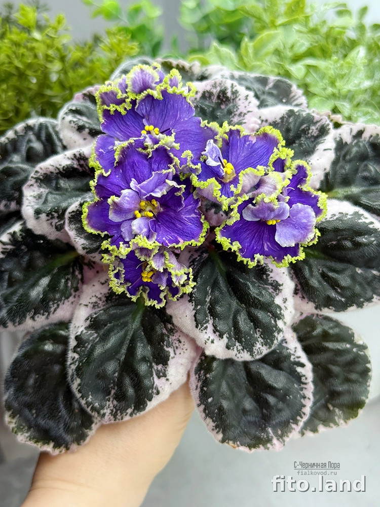 Фиалка С-Черничная Пора (25-23), фото