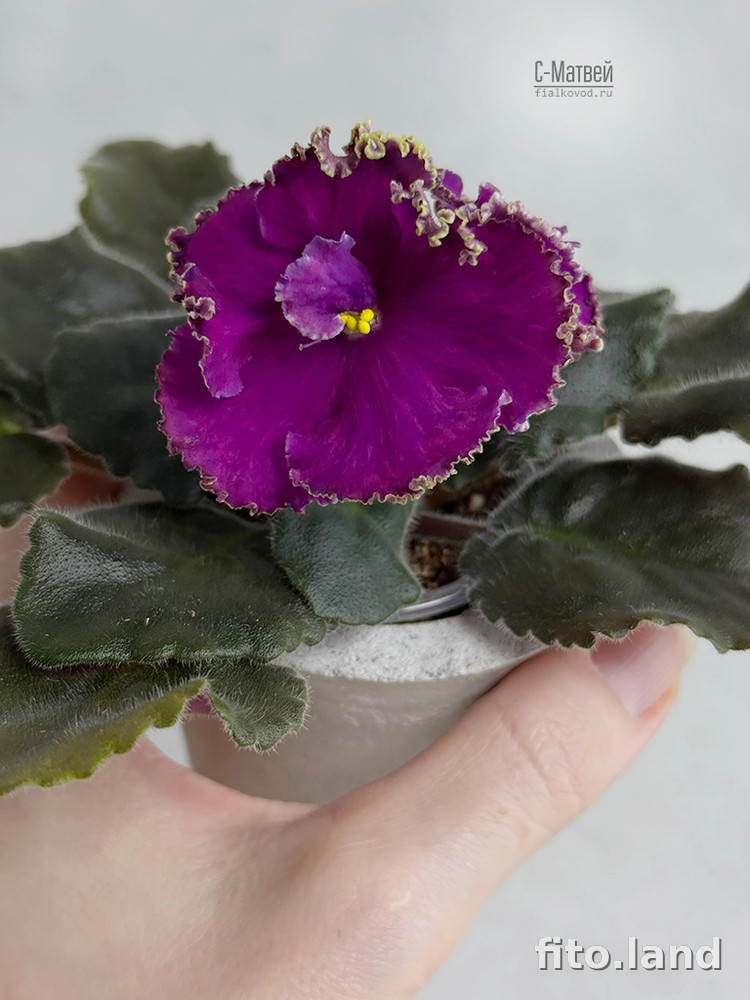 Фиалка С-Матвей (25-65), фото