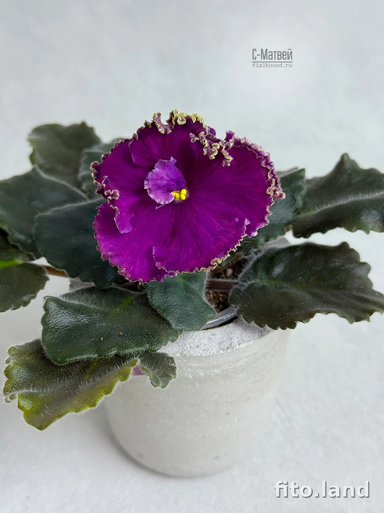 Фиалка С-Матвей (25-65), фото
