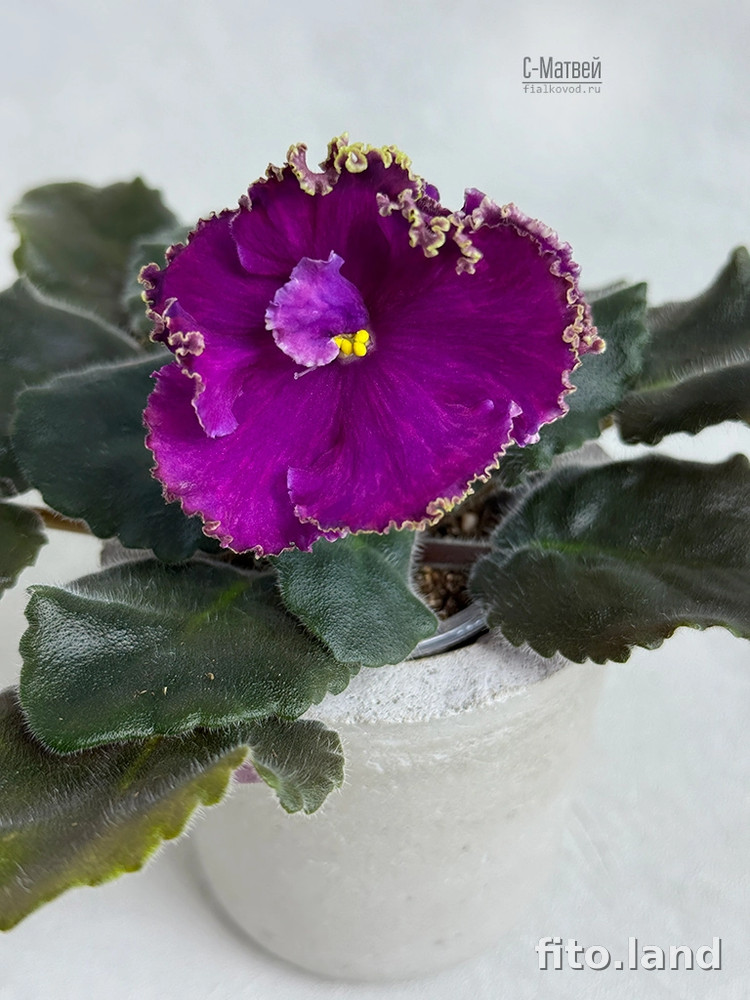 Фиалка С-Матвей (25-65), фото