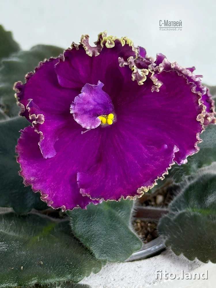 Фиалка С-Матвей (25-65), фото