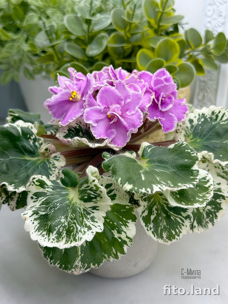 Фиалка С-Мила (25-69), фото