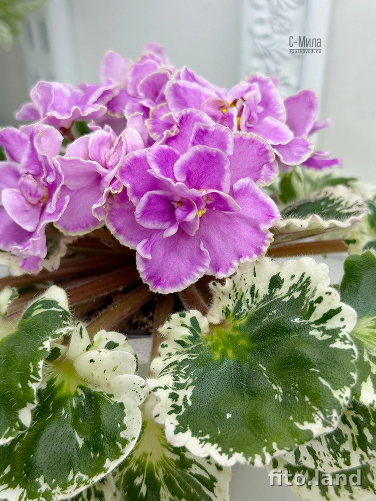 Фиалка С-Мила (25-69), фото