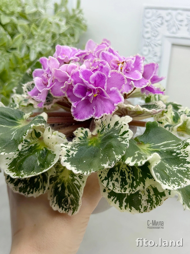 Фиалка С-Мила (25-69), фото