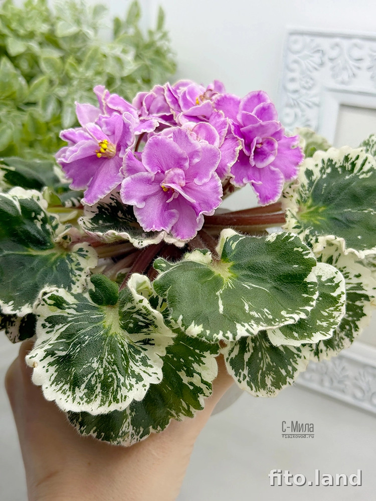 Фиалка С-Мила (25-69), фото