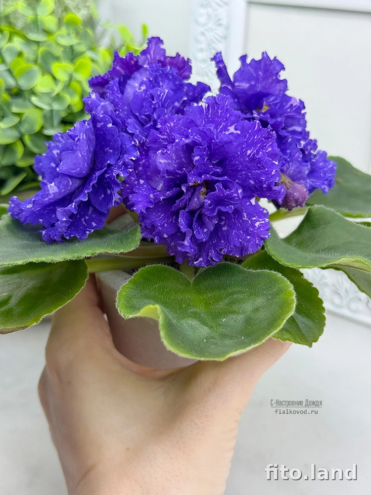 Фиалка С-Настроение Дождя (25-68), фото