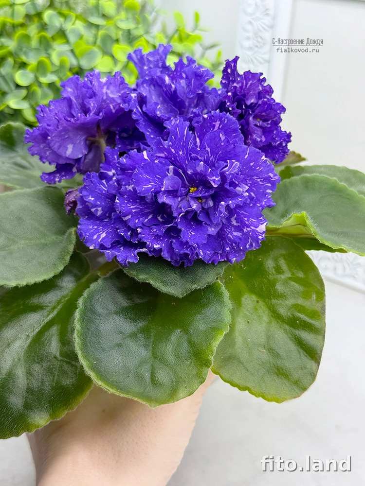 Фиалка С-Настроение Дождя (25-68), фото