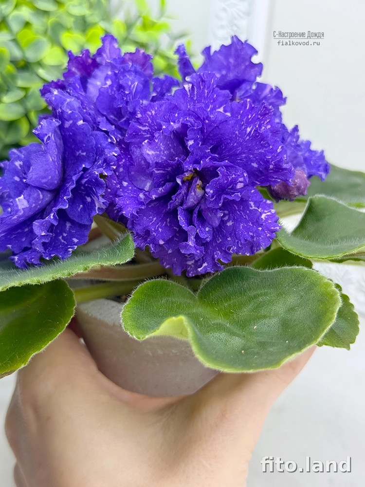 Фиалка С-Настроение Дождя (25-68), фото