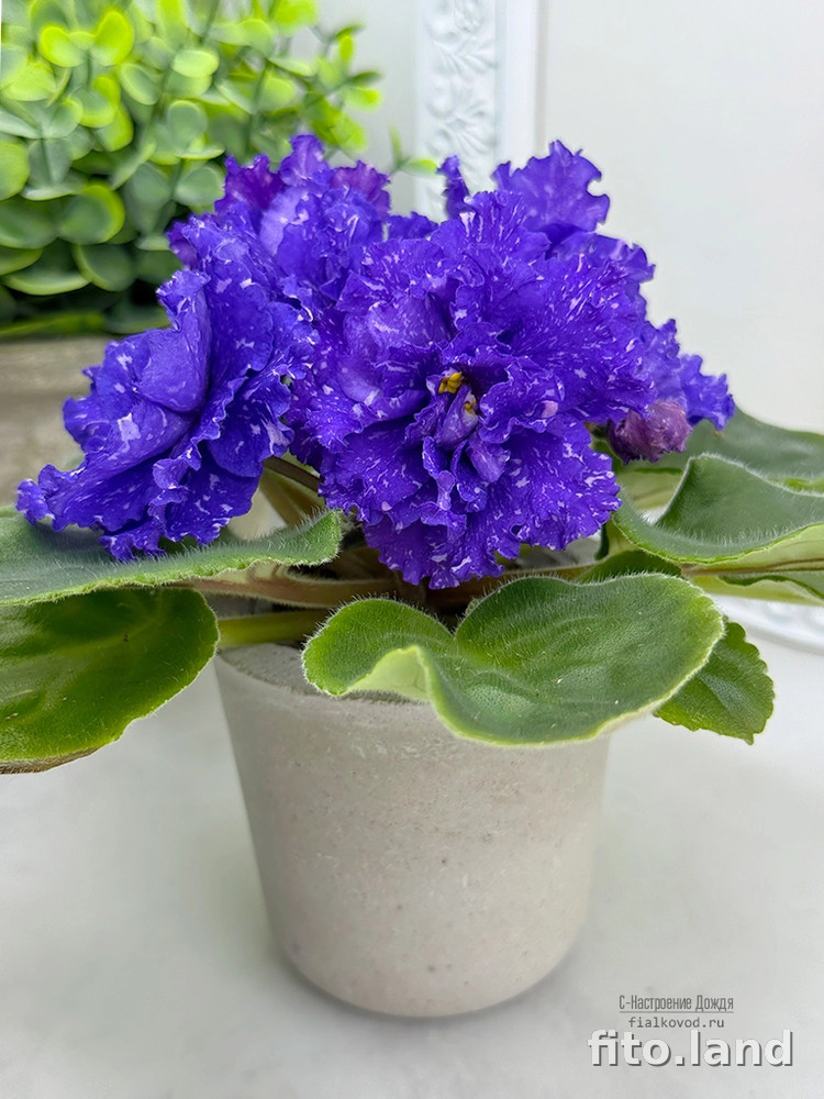 Фиалка С-Настроение Дождя (25-68), фото