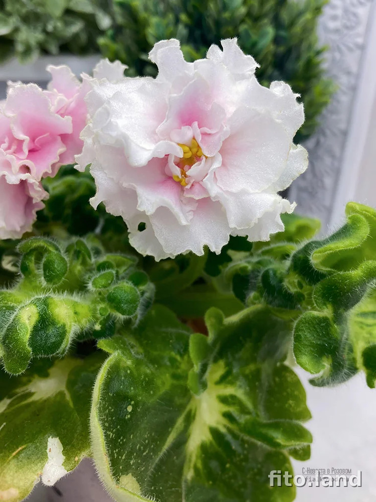 Фиалка С-Невеста в Розовом (24-76), фото