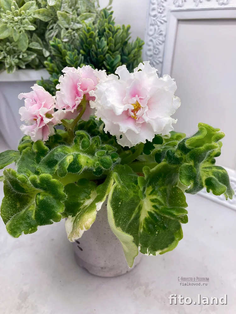 Фиалка С-Невеста в Розовом (24-76), фото