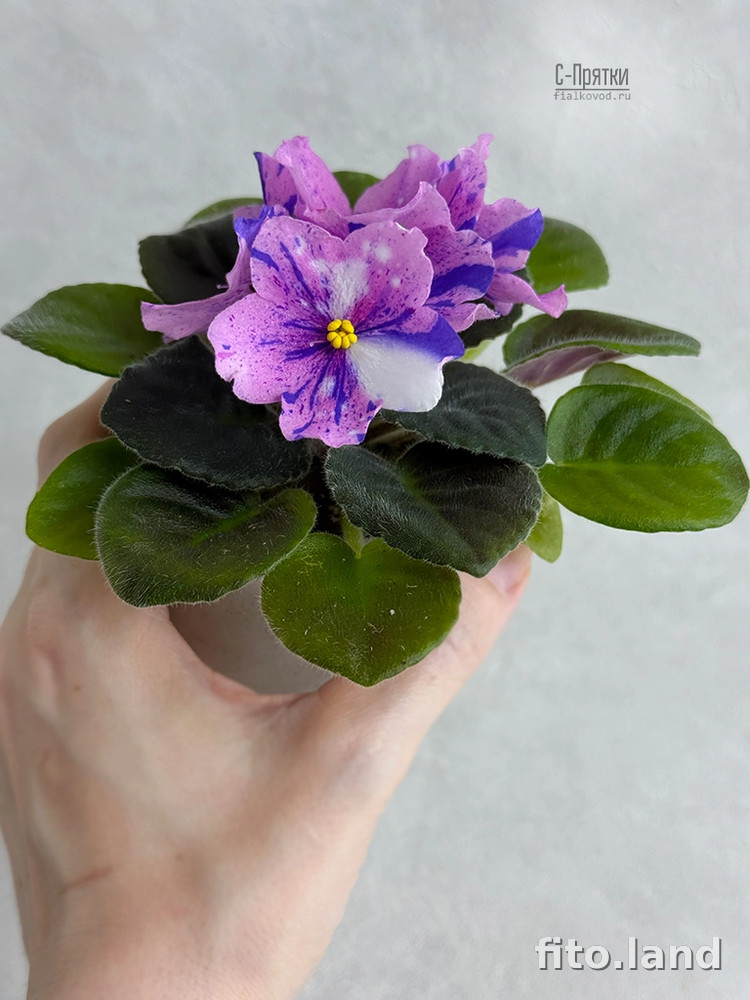 Фиалка С-Прятки (25-67), фото