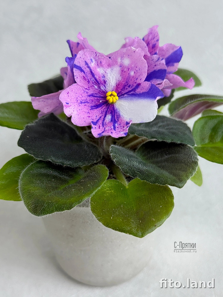 Фиалка С-Прятки (25-67), фото