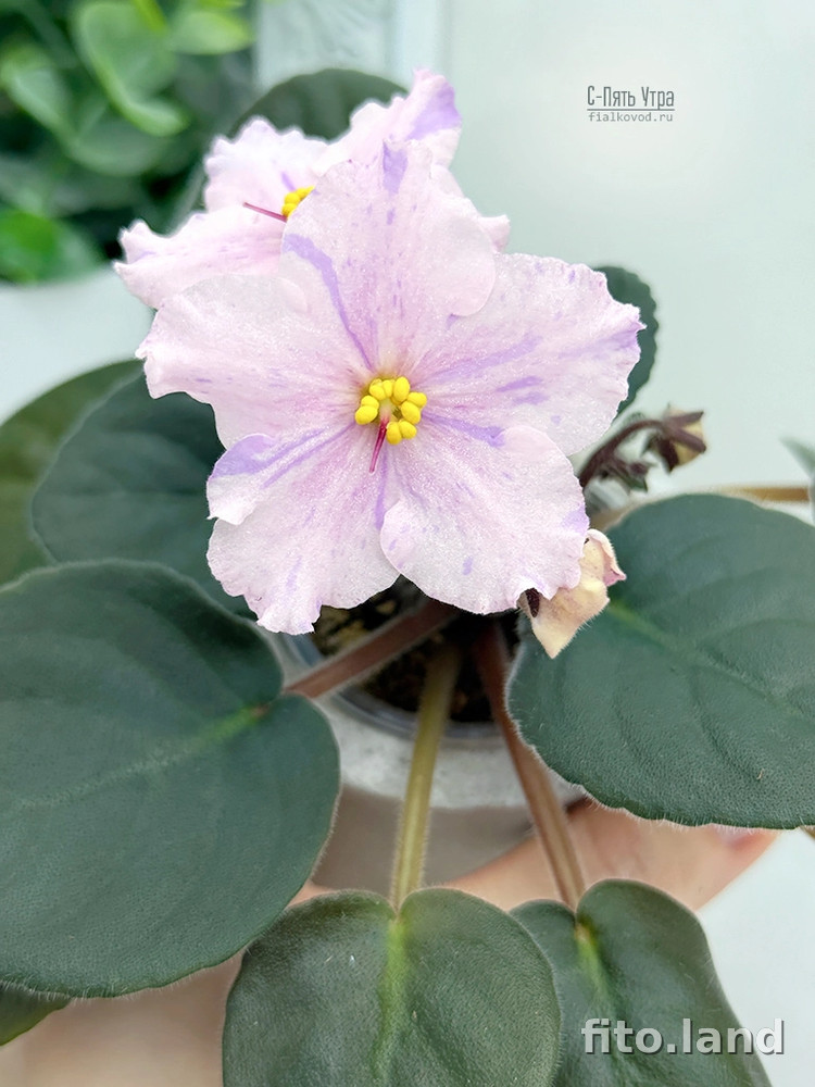 Фиалка С-Пять Утра (25-72), фото