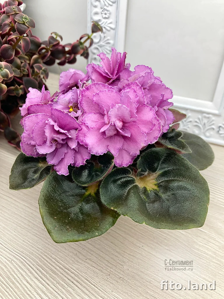 Фиалка С-Сентимент (876-68), фото