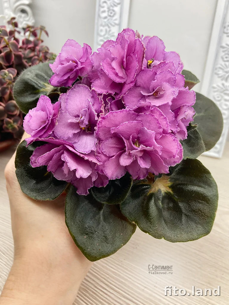 Фиалка С-Сентимент (876-68), фото