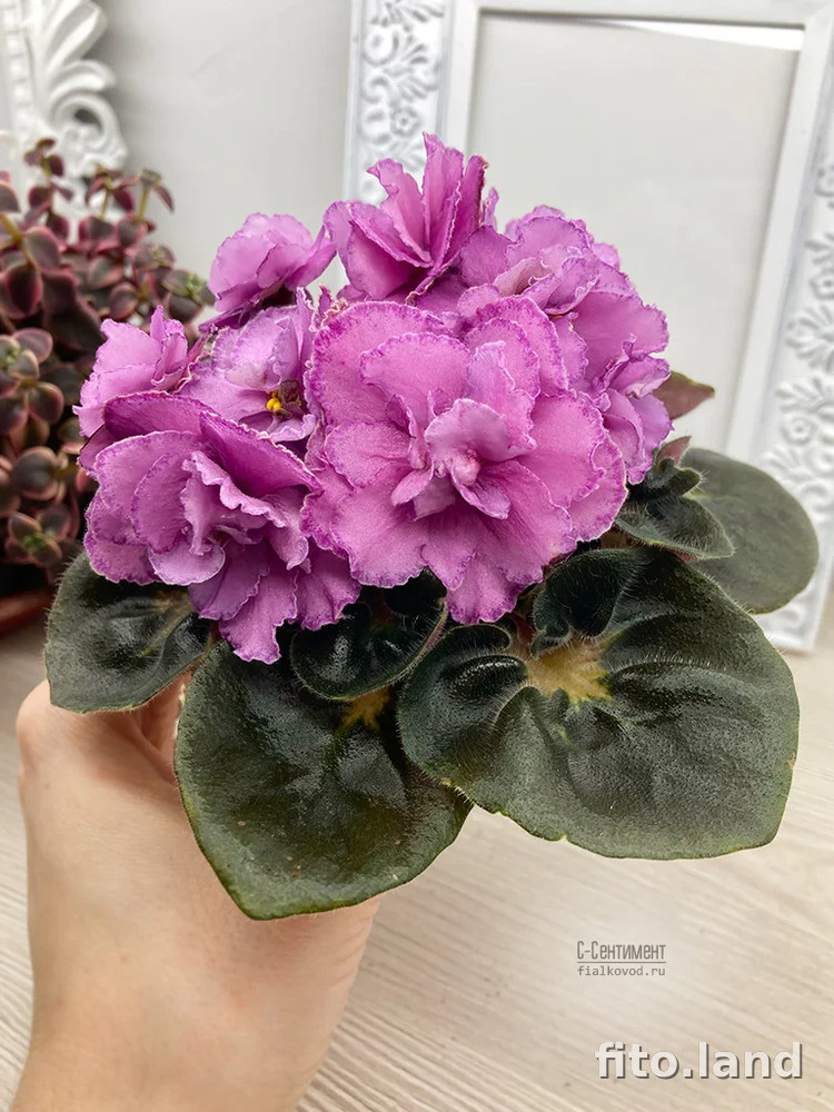 Фиалка С-Сентимент (876-68), фото