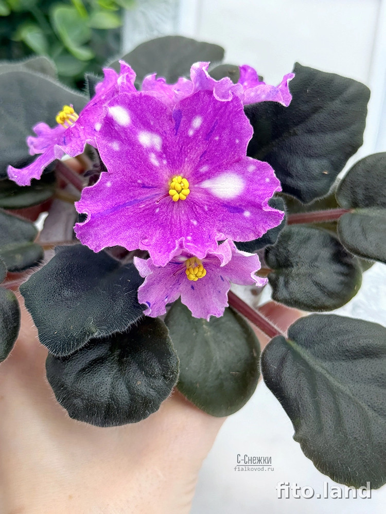 Фиалка С-Снежки (25-73), фото